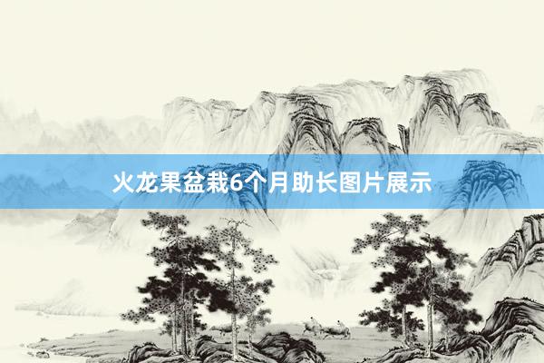 火龙果盆栽6个月助长图片展示